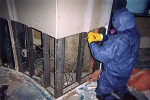 mold remediation phoenix