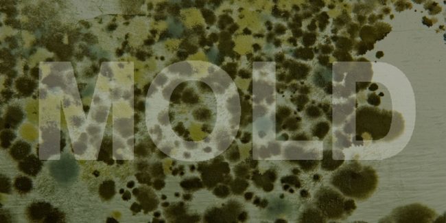 different-types-of-mold-that-can-be-found-in-your-facility