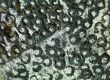 Mold Remediation Near Me