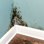 Cost Of Mold Remediation