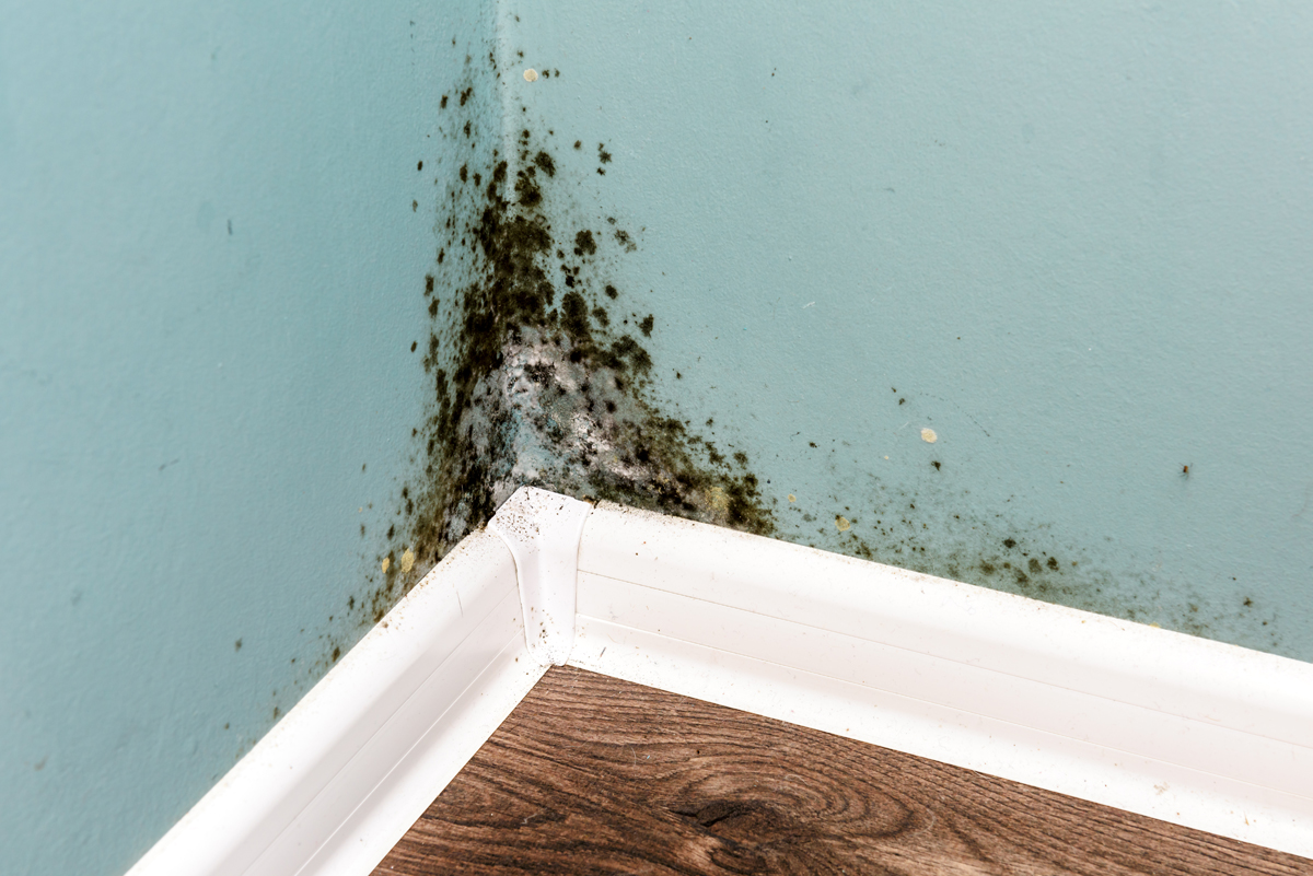 What Causes Household Mold