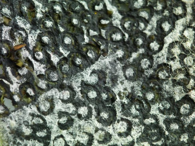 How Long Does Mold Remediation Take How Long Does Mold Remediation Take
