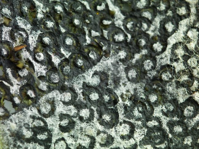 How To Kill Mold On Wood How To Kill Mold On Wood