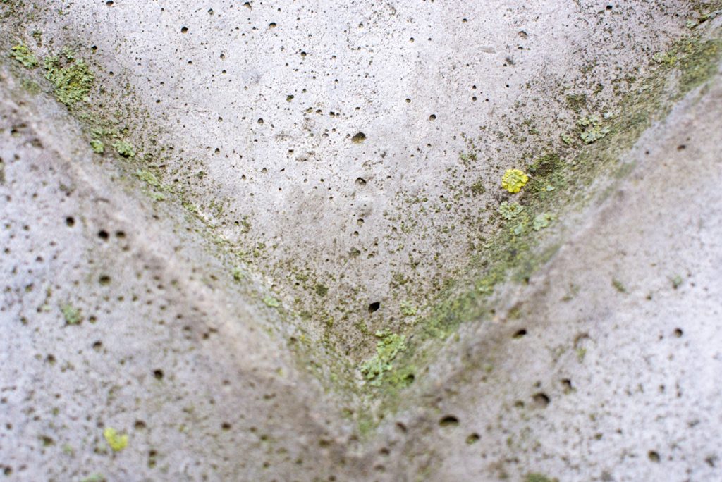 Does Lysol Kill Mold
