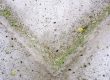 Does Lysol Kill Mold?