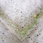 Does Lysol Kill Mold