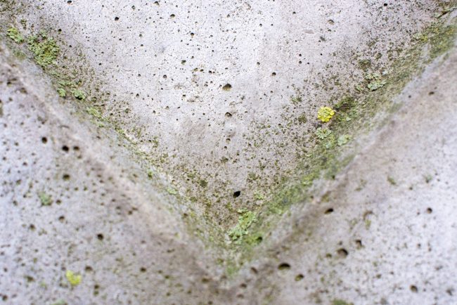 Does Lysol Kill Mold? Does Lysol Kill Mold?
