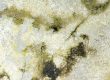 What Does Black Mold Smell Like?