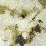 What Does Black Mold Smell Like