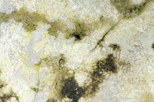 What Does Black Mold Smell Like? Native Environmental LLC