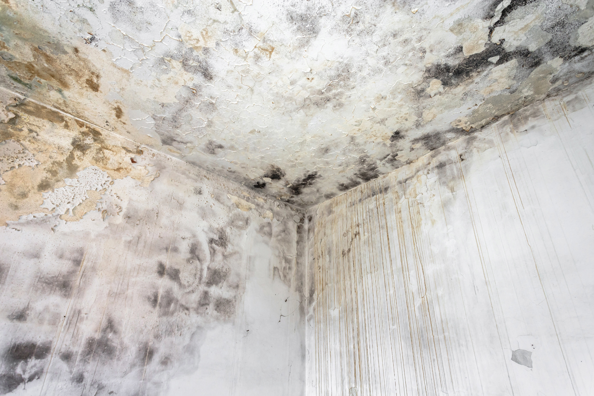 Mold Growth Signs Of Water Damage In Walls